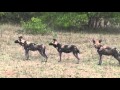 The Whole Team Finds the Wild Dogs  October 10,  2015