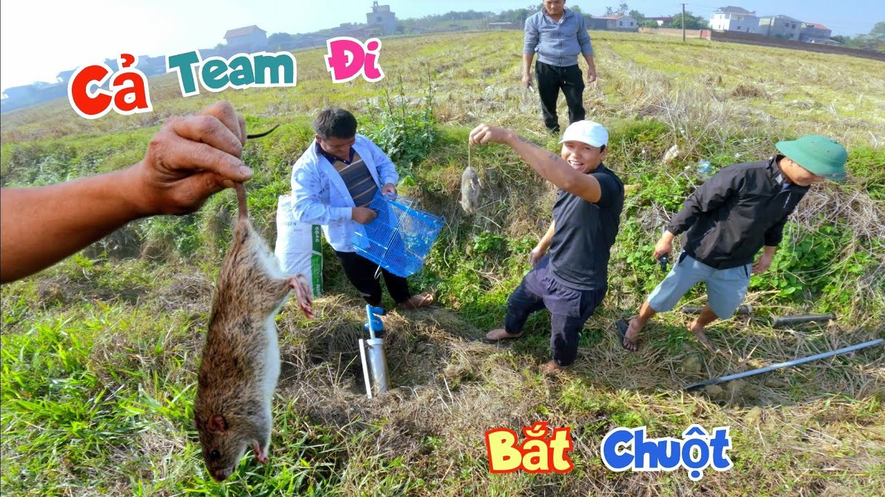 Rủ Cả Team Đi Bắt Chuột Đồng Và Câu Chuyện Buồn Của Mình Sắp Sảy Ra / Quế Nghịch