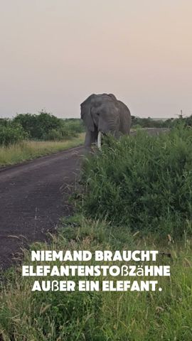 Entdecke die Giganten Kenias #ElefantenInKenia #WildlifeKenia #SafariAbenteuer
