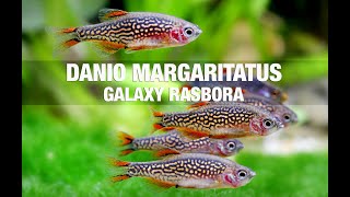 Celestial Pearl Danio Care Guude. margaritatus - Galaxy Rasbora