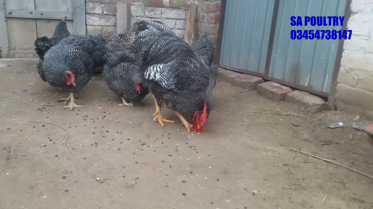 Playmouth rock heritage | amercan playmouth | ringbird playmouth