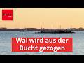Es geht los! Jetzt wird der Wal aus der Bucht gezogen