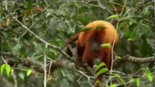 Un Aperçu De La Guyane Française