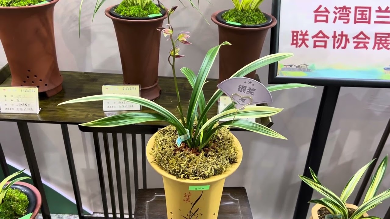 Triển lãm Địa Lan Nam Tĩnh - Phúc Kiến 2026 p3