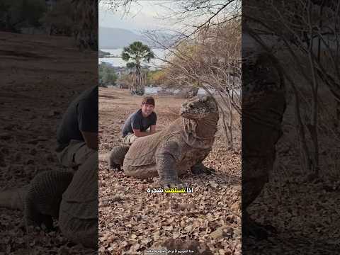 كيف تنجو إذا طاردك تنين الكومودو Shorts 