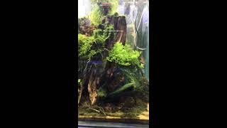 Low tech planted tank with java moss and java fern