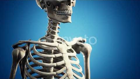 Full Human Skeleton Standing | Motion Graphics - Envato elements