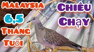 Cu Gáy Malaysia Dòng Chiêu Gù Chạy 6,5 Tháng Tuổi:0326267567@chimgacanh1978
