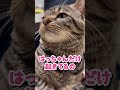 ハチは脳障害と後ろ脚不自由な猫です🐱