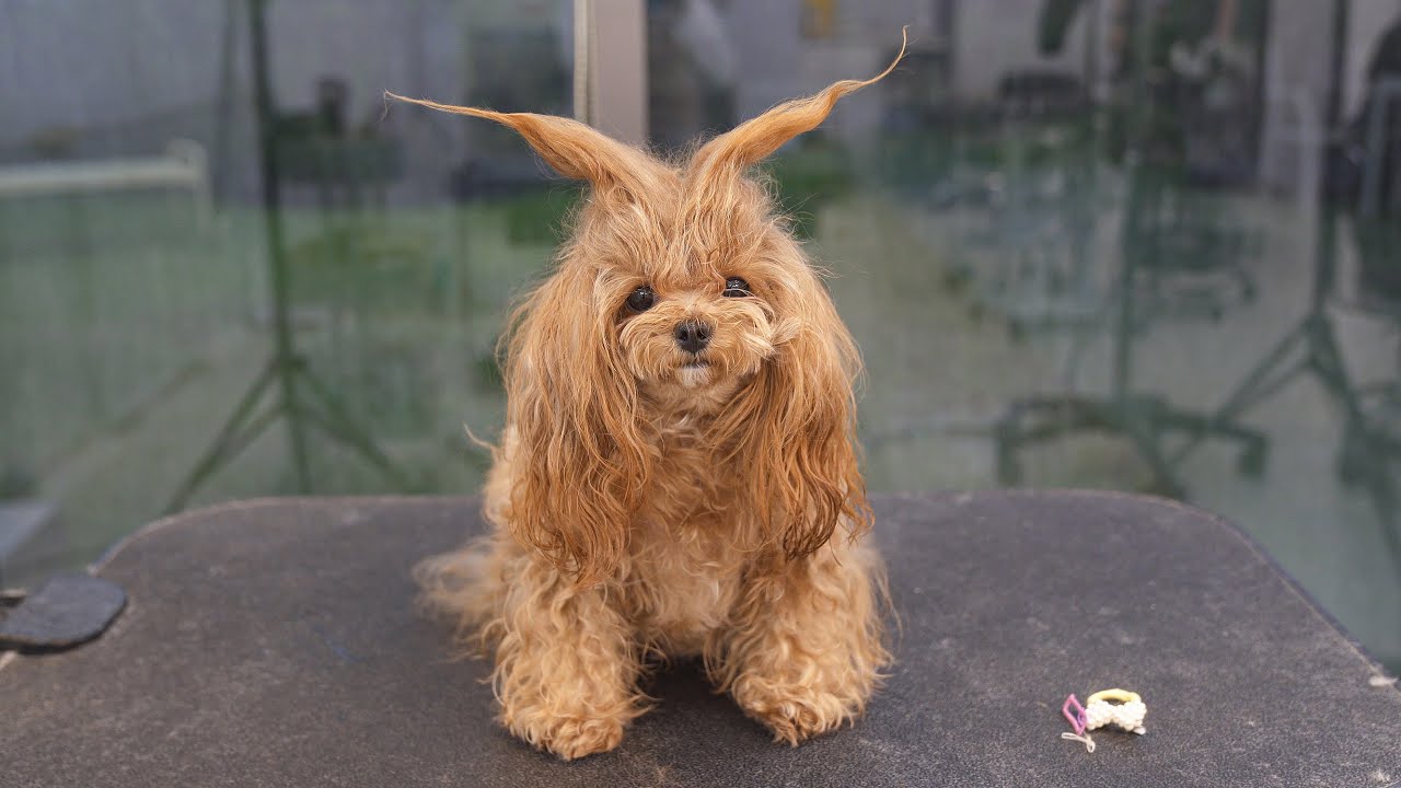 Пожалуйста, снимите эти рога.