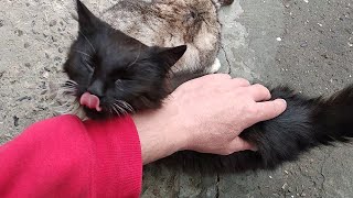 Коты и Кошки. Кот Барон собственной персоной.