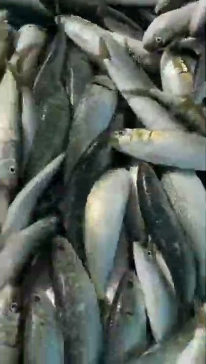 Tarli fish