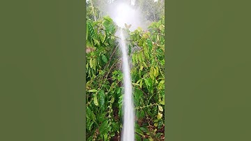 cách trị rệp sáp cà phê hiệu quả