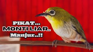 PIKAT PLECI MONTI LIAR PALING AMPUH !! hitungan Detik.