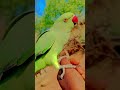 #parrot Parrot sound | Mithu mithu | Green ringneck parrot talking 🦜 #talkingparot #worldparrotday