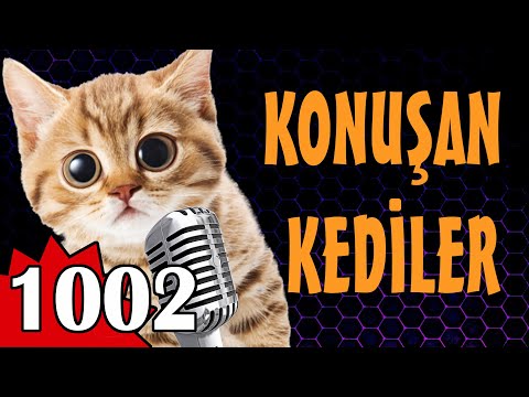 Komik Kedi Videoları - Konuşan Kediler 1002 Yeni Bölüm