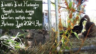 Ducklife 'Duck Husbandry thoughts, breeds, sleeping quarters, multiple runs' Autumns Lugh 2024 Aus