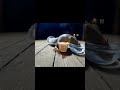 Squirrel’s Reaction to Spicy Pasta Will Make You Laugh! 😂🐿️