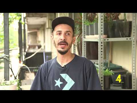 გავიგუეთ გამწვანებას იწყებს