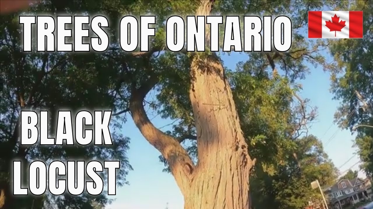 BLACK LOCUST TREES OF ONTARIO SPECIES IDENTIFICATION YouTube