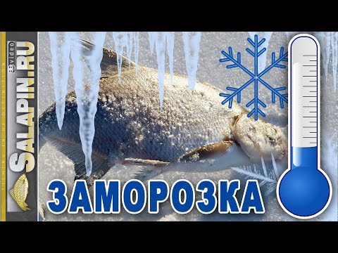 Заготовки на зиму, как правильно заморозить рыбу, грибы, ягоды [salapinru]