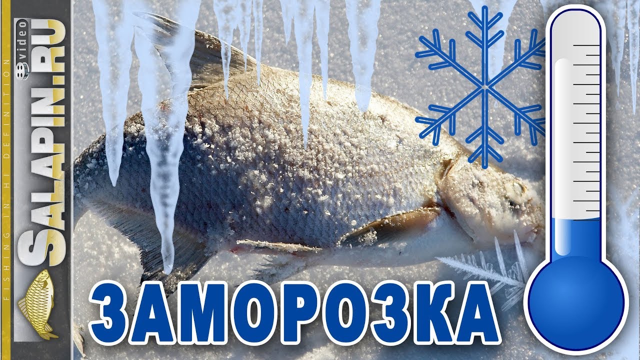 Заготовки на зиму, как правильно заморозить рыбу, грибы, ягоды [salapinru]