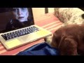 Beagle viendo pelicula de Stardust en Netflix