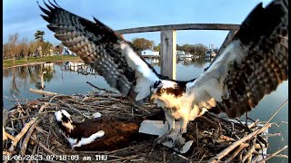 2024 Osprey Nest Live Stream - Maryland Western Shore for Old Town Home