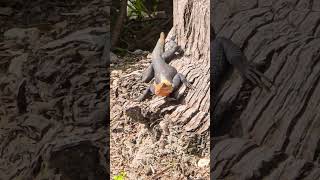 A cute lizard 😊🦎 #adventure #travel #lizard #reptiles #florida #miami #iguana #beach #spring #cute