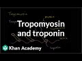How tropomyosin and troponin regulate muscle contraction | NCLEX-RN | Khan Academy
