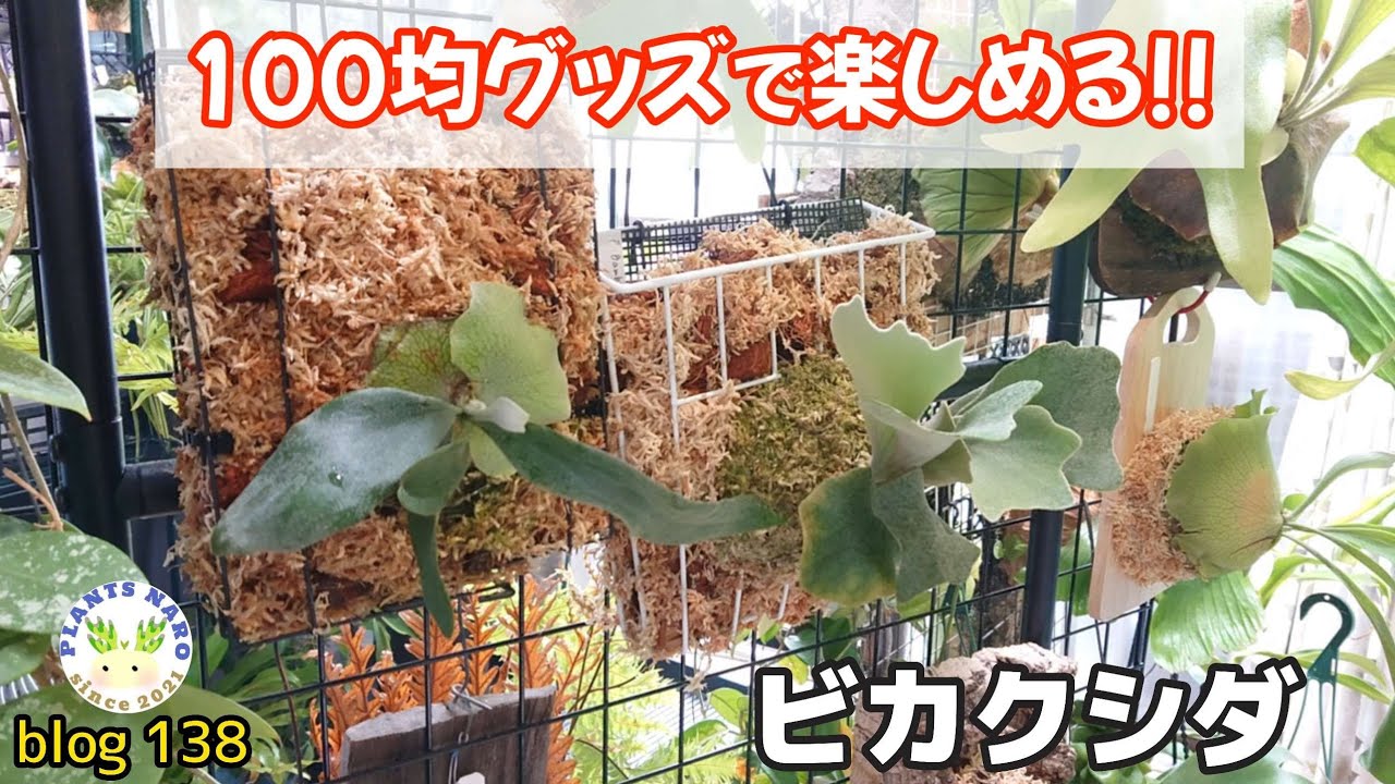 【新生活応援🔰】春の100均で見つけたビカクシダに使えるアイテム🌱