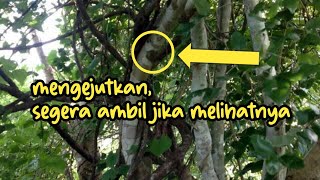 Cara menyembuhkan sakit gigi secara alami dengan kayu ular