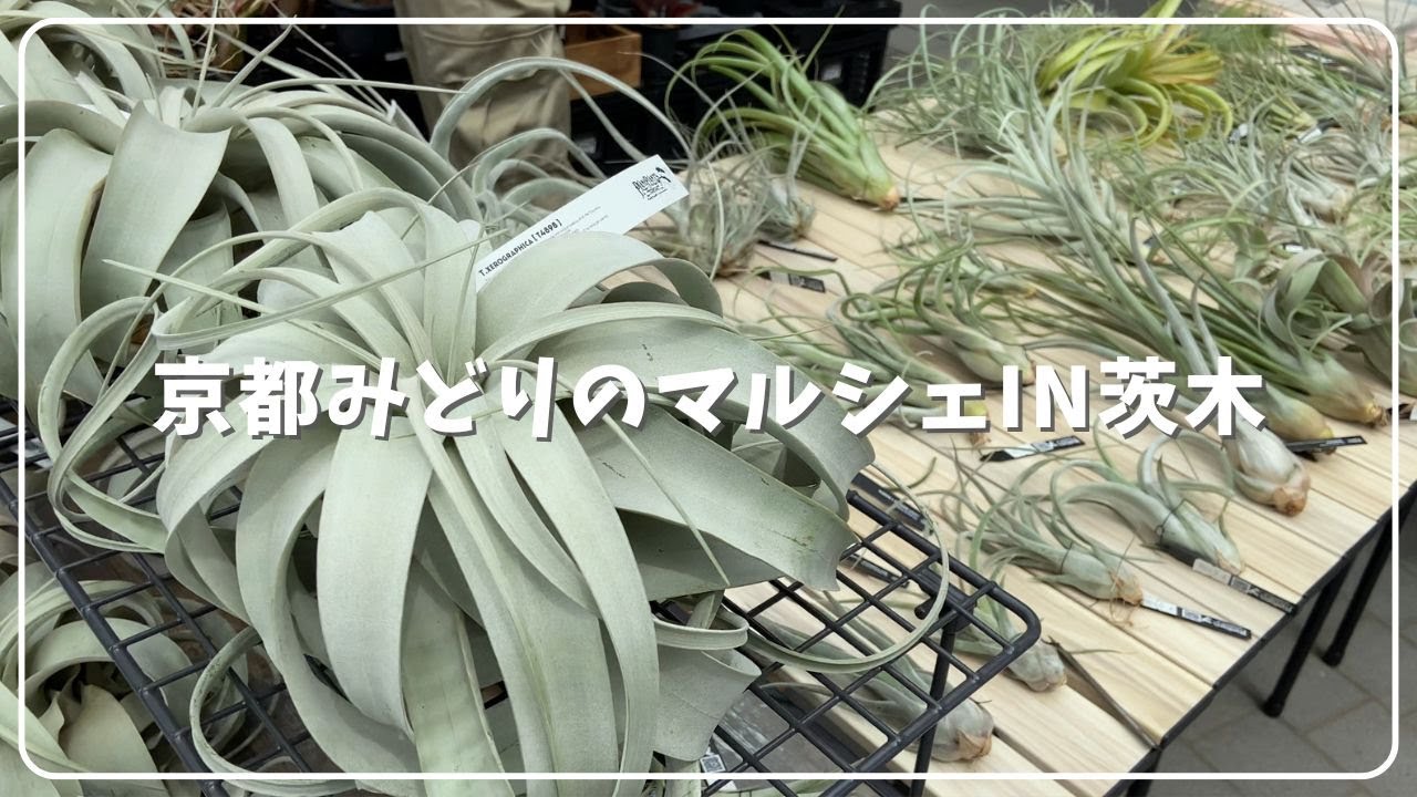 植物イベントに行ったらついついお向かえしちゃいますね 京都みどりのマルシェ 大阪府茨木市