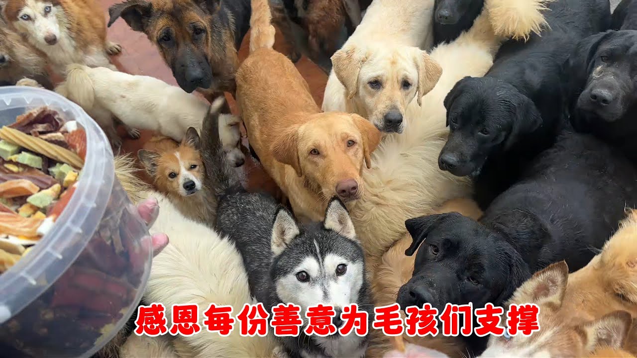 在救助負債前行的日子裏，感謝每壹份善意分擔，爲毛孩撐起壹片天