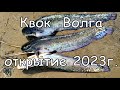 Квок, Волга. Открытие 2023г. Три сома, три хвоста!