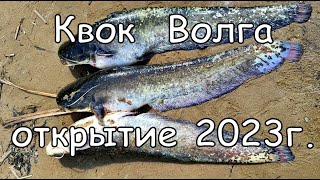 Квок, Волга. Открытие 2023г. Три сома, три хвоста!