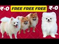 Today Free Adoption Pomeranian Puppies || Adoption Pomeranian Puppies 2023🤩@PETS4HOME25