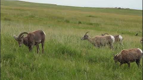 PLAYING AROUND - C. R. Batchelor © 2014 - ASCAP