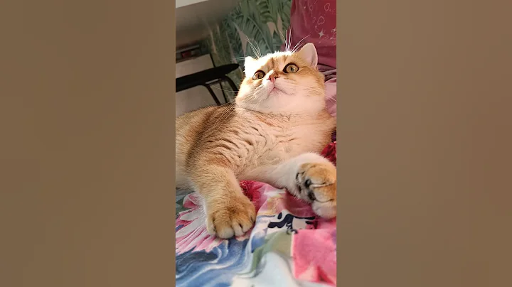 Video 11325241: british shorthair cat, british shorthair face, funny british shorthair, funniest cats, compilation funny, funnycats