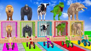 Colorful Slides Game with Dinosaur Lion Tiger Gorilla 3d Animal Game Funny 3d Animals