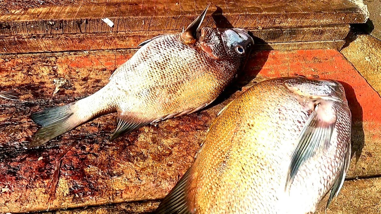 LUTJANUS RIVULATUS FISH SRI LANKAN FISH CUTTING SKILL කුරුවිලියා