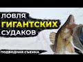 ЛОВЛЯ ТРОФЕЙНОГО СУДАКА / ЕЛЕ ЛЕЗЕТ В ЛУНКУ / ПОДВОДНАЯ СЪЁМКА / Часть 2