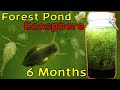 A Beautiful and Thriving Ecosystem! │ Woodland Pond Ecosphere - 6 Month Update
