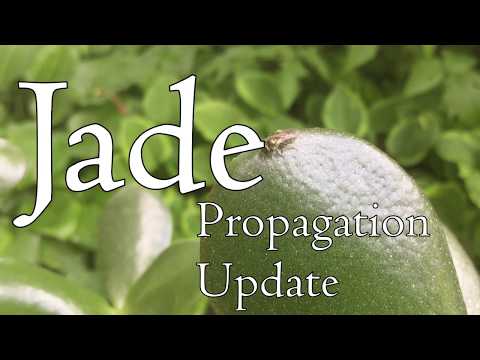 Jade Propagation Update ? Leaf U0026 Stem Succulent Cuttings