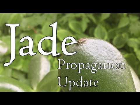 Jade Propagation Update ? Leaf u0026 Stem Succulent Cuttings