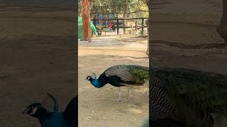 Peacock 🦚 #animals #zoo #ytshorts