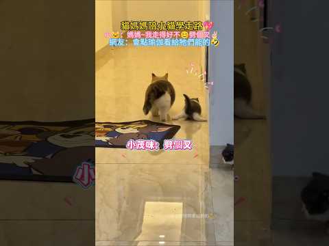 貓媽媽陪小貓學走路💖❗ 小貓咪：媽媽 我走的好不😊劈個叉🤗 網友：看會點瑜伽給牠們狂的🥰 #cat #cute #cutecat #funny #shorts thumbnail