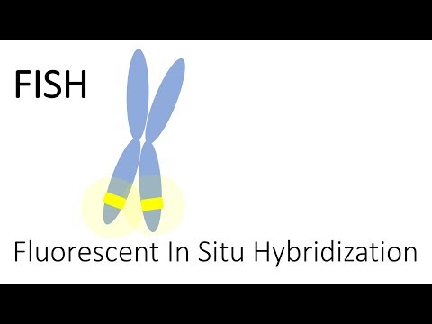 FISH - Fluorescent In Situ Hybridization