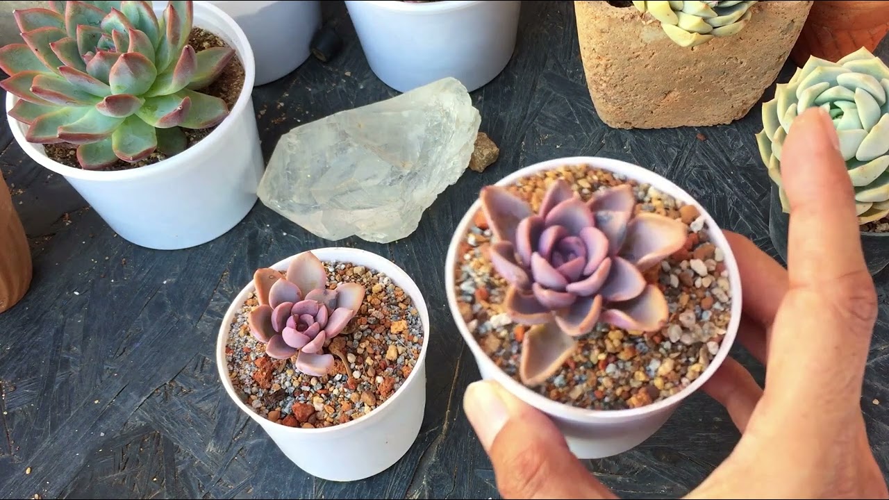 WHY ARE THESE LEAVES GETTING BLACK SPOTS ? SUCCULENT CARE TIPS