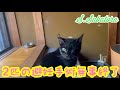 【避妊手術】手術後の猫達はとても元気です。